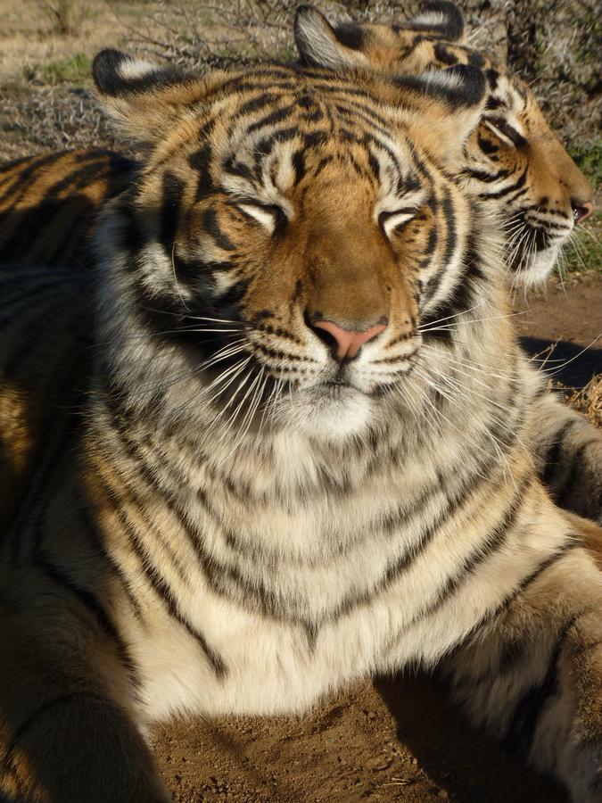Boskoppie Lion & Tiger Reserve 克龙斯塔德 外观 照片