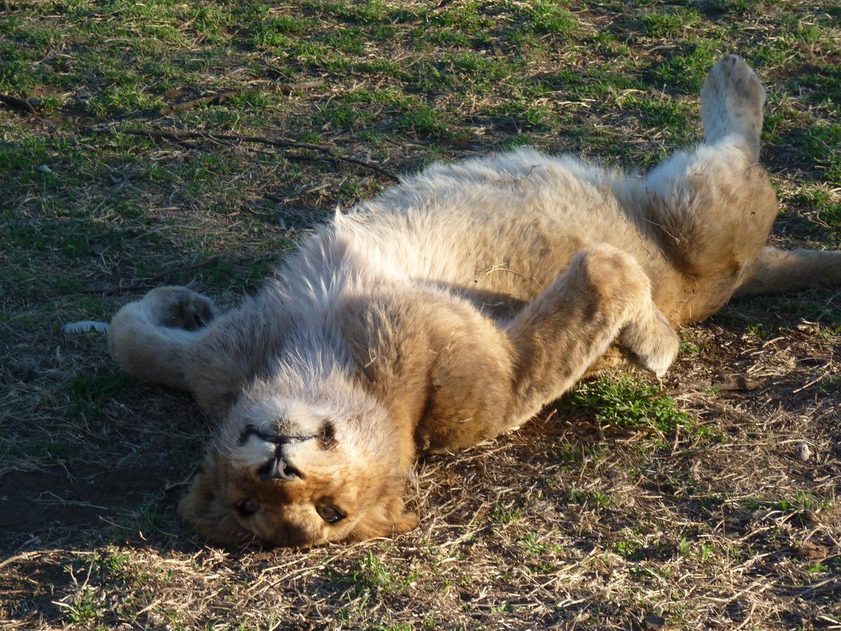 Boskoppie Lion & Tiger Reserve 克龙斯塔德 外观 照片