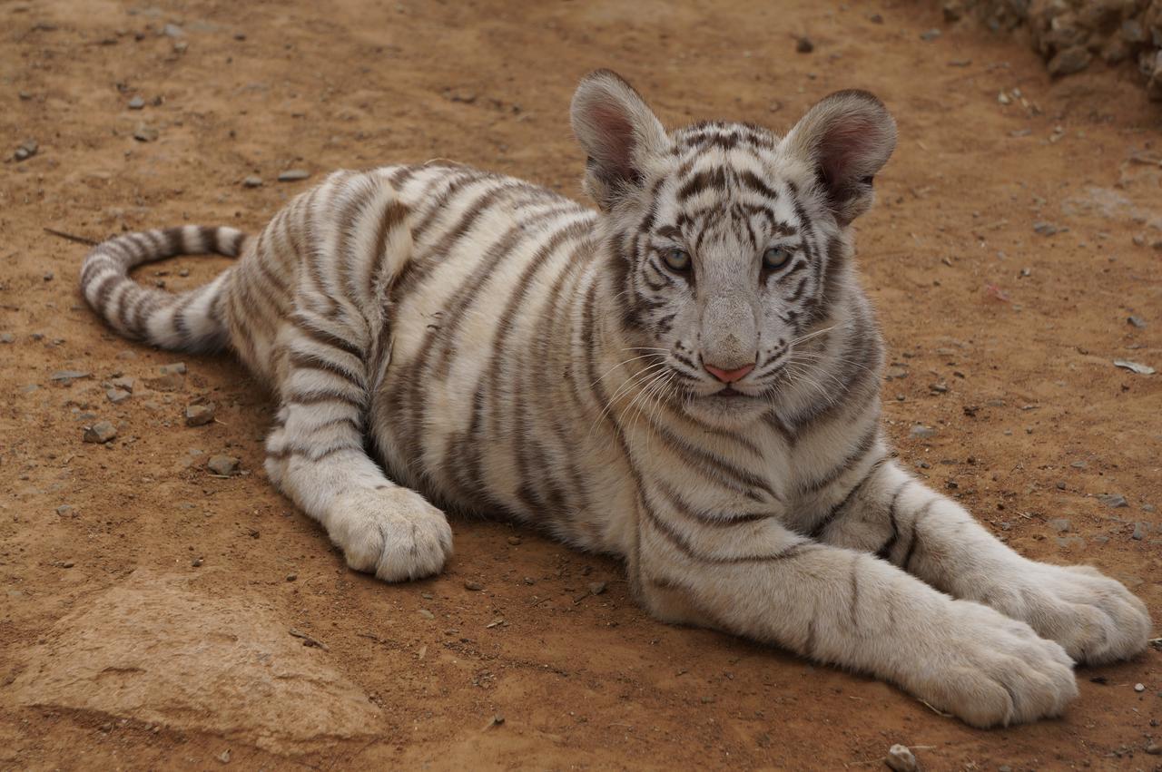 Boskoppie Lion & Tiger Reserve 克龙斯塔德 外观 照片