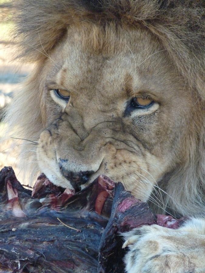 Boskoppie Lion & Tiger Reserve 克龙斯塔德 外观 照片