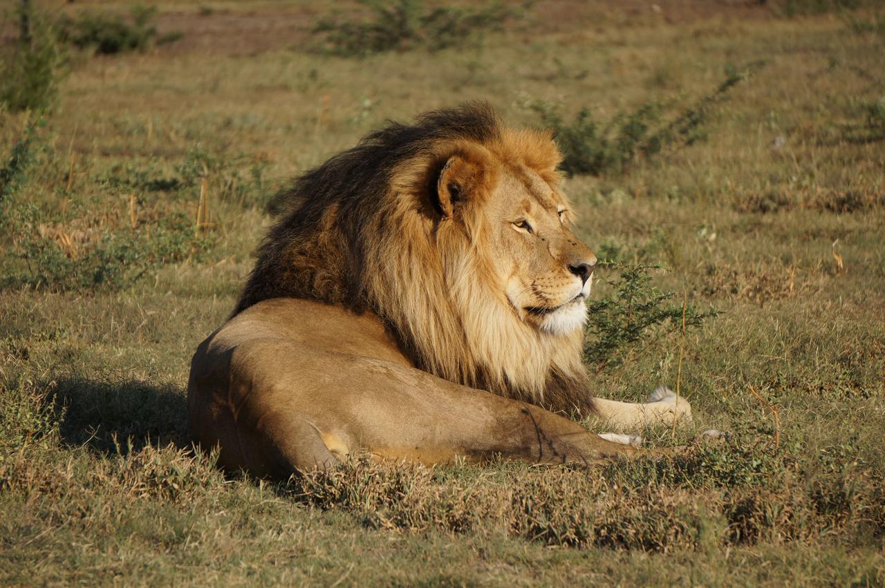 Boskoppie Lion & Tiger Reserve 克龙斯塔德 外观 照片