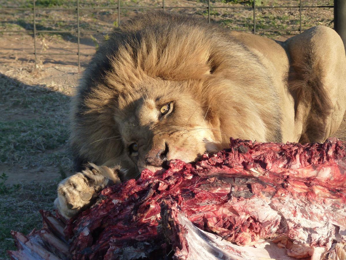 Boskoppie Lion & Tiger Reserve 克龙斯塔德 外观 照片